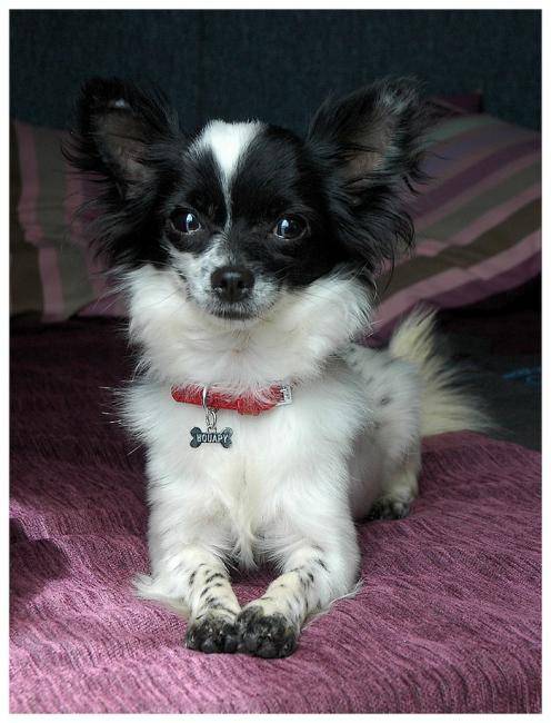 Polka, 3 ans, Chihuahua noire et blanche - Chihuahua (3 ans)