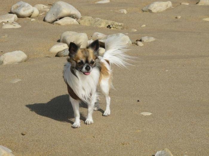 Furby 24 mois à la plage - Chihuahua (2 ans)