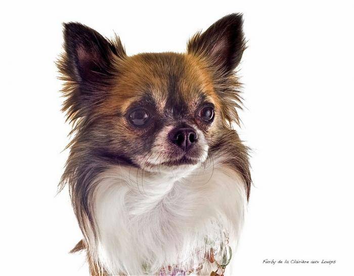 Beau portrait de Furby à 24 mois - Chihuahua (2 ans)