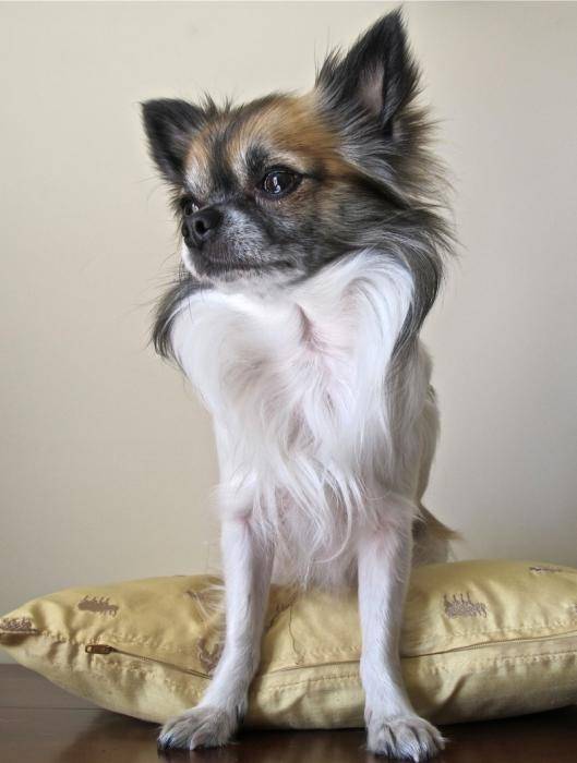 Bellle photo de Furby Chihuahua de 24 mois - Chihuahua (2 ans)