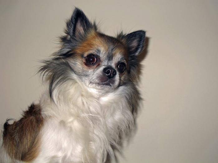 Très beau portrait de Furby, adorable chihuahua - Chihuahua