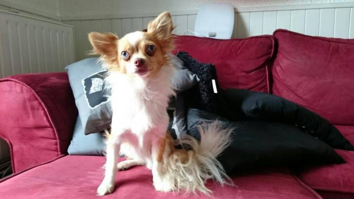 Trop beau - Chihuahua