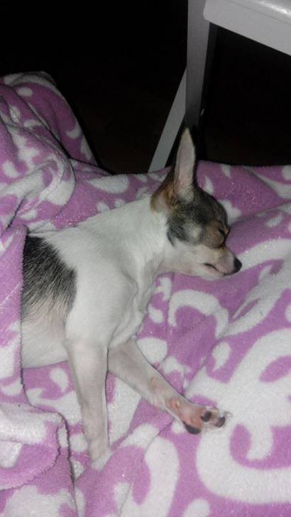 Kimi sieste - Chihuahua