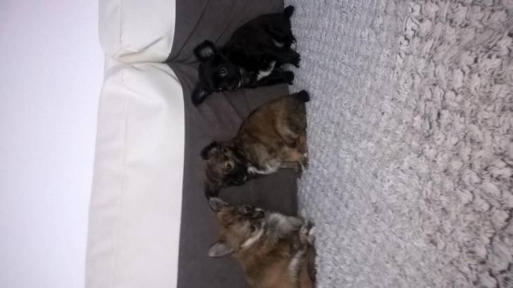 suite mes petites merveilles - Chihuahua
