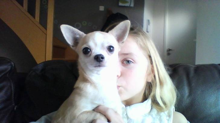 Ixess - Chihuahua (2 ans)