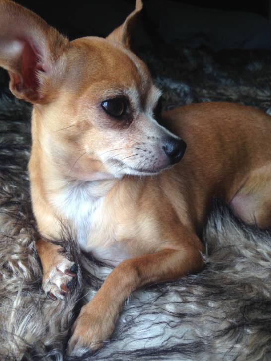 Toby - Chihuahua Mâle (3 ans)