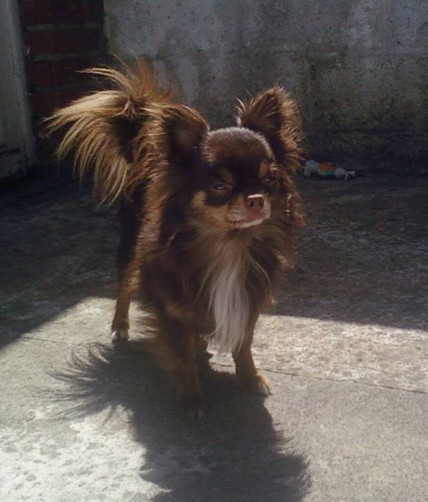Yoko - Chihuahua Mâle (3 ans)
