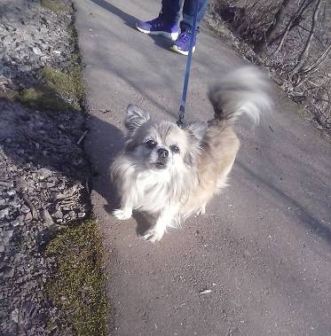 Foxy - Chihuahua Mâle (Autre)
