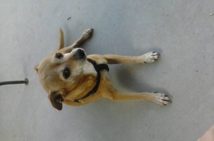 Max - Chihuahua Mâle (8 ans)