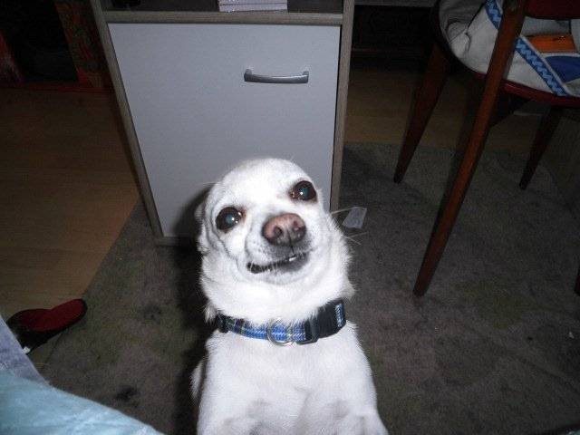 Paco - Chihuahua Mâle (9 ans)