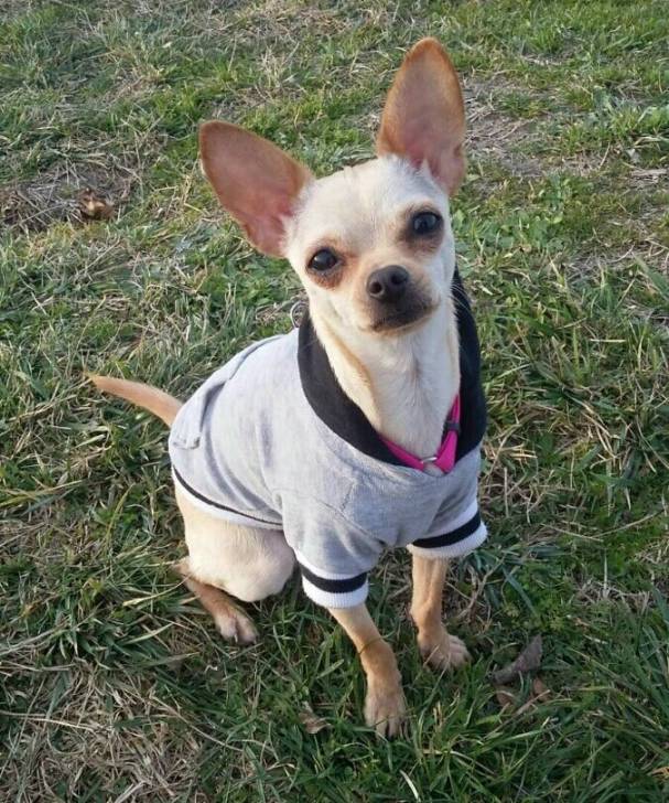 Sugar - Chihuahua (1 an)