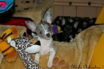 paco(emneriaire c lyly qui est morte) - Chihuahua Mâle (5 ans)