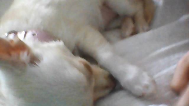 LADY - Chihuahua (4 mois)