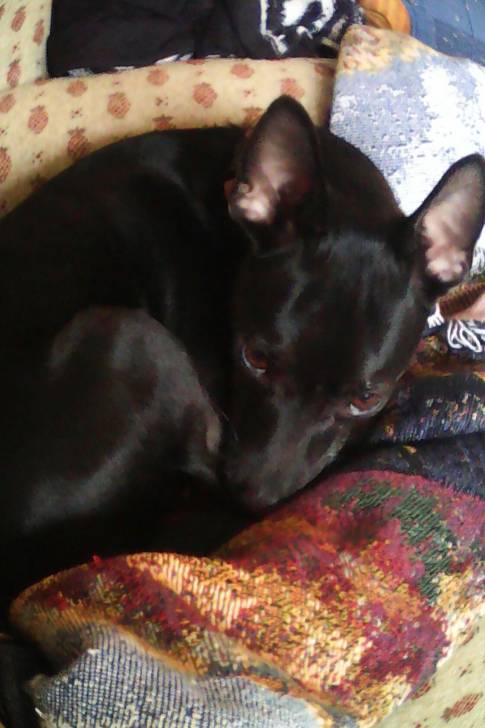 Ozzie - Chihuahua Mâle (3 ans)