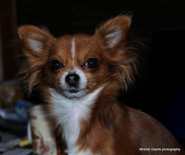 fanny - Chihuahua (1 an)