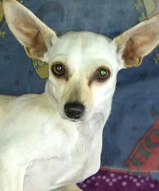 Inuyasha - Chihuahua (3 ans)