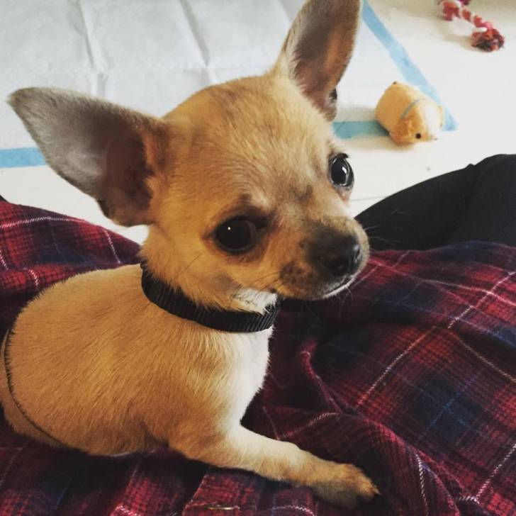 Yoko - Chihuahua