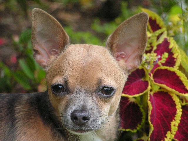 Vagabond - Chihuahua