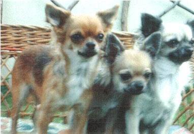 Les 3 têtes - Chihuahua