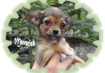 Maverick, petite miniature poil long - Chihuahua