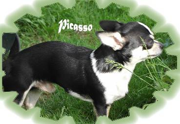 Picasso - Chihuahua