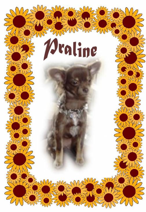 Praline, petite femelle couleur rare, chocolat - Chihuahua