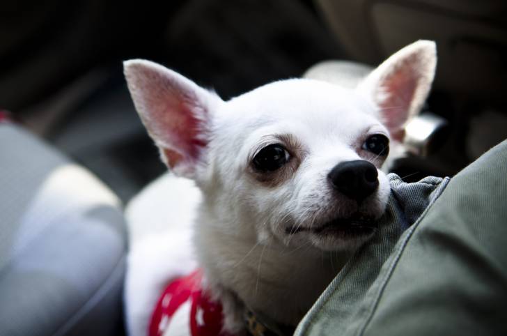 Photo Chihuahua