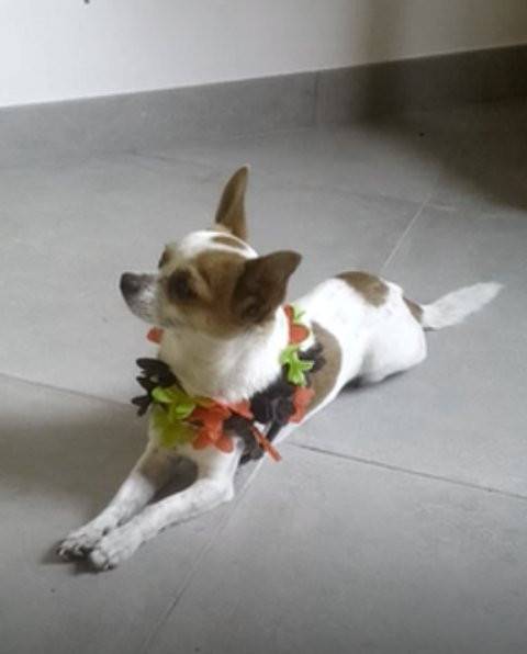 kenzo - Chihuahua Mâle (2 ans)