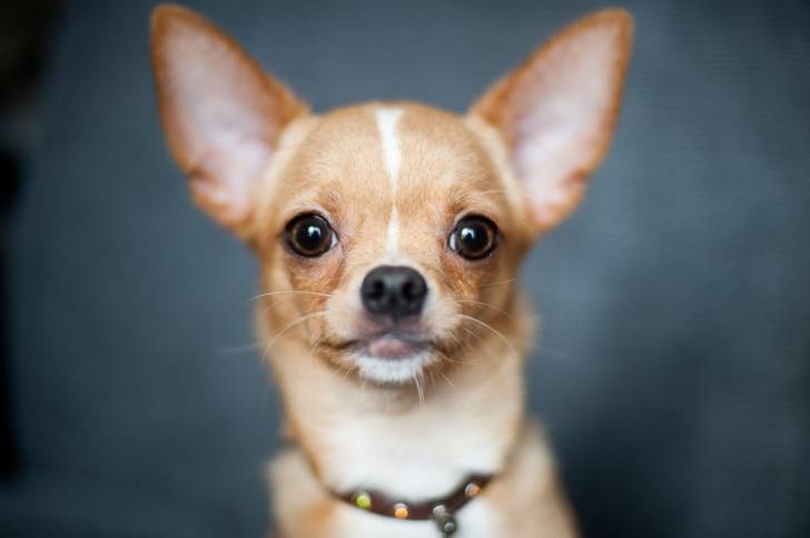 Photo Chihuahua