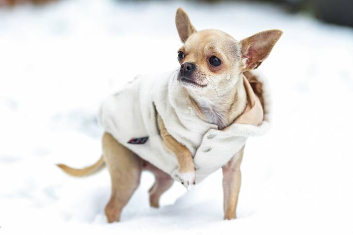 Un Chihuahua habillé en train de se promener dans la neige