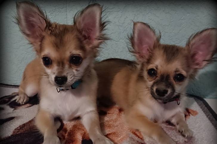 Photo Chihuahua (4 mois)