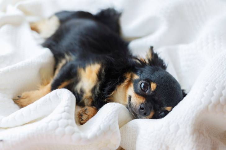 Un minuscule Chihuahua allongé sur une couverture blanche