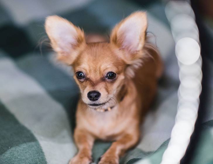 Un Chihuahua allongé dans son panier