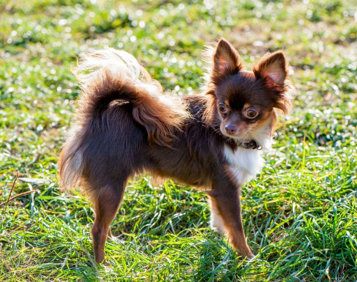 Un Chihuahua qui se promène dans un parc