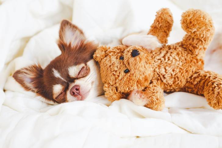 Un Chihuahua allongé avec une peluche dans un lit
