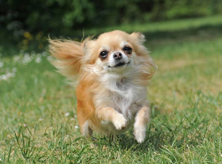 Un Chihuahua en train de courir dans l'herbe
