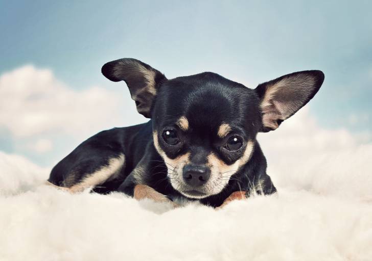 Un Chihuahua allongé sur un plaid blanc