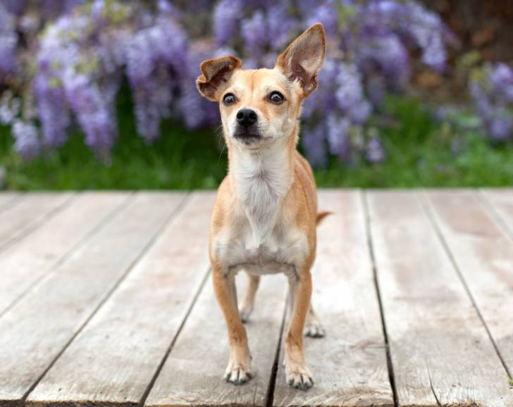 Un Chihuahua sur une terrasse en bois