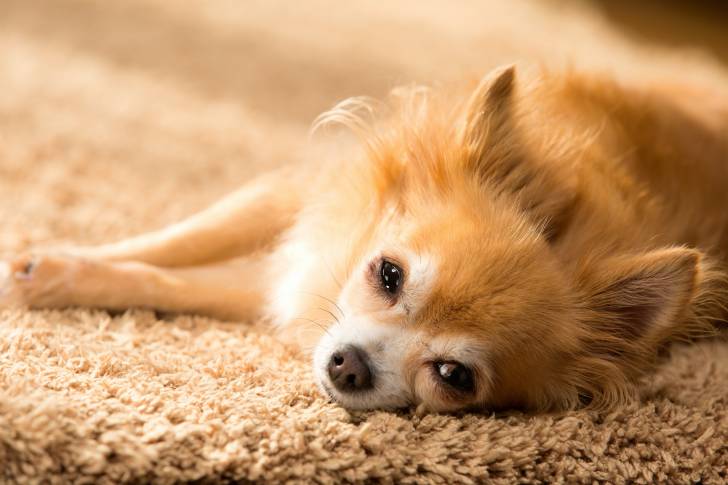 Un Chihuahua roux allongé sur un tapis