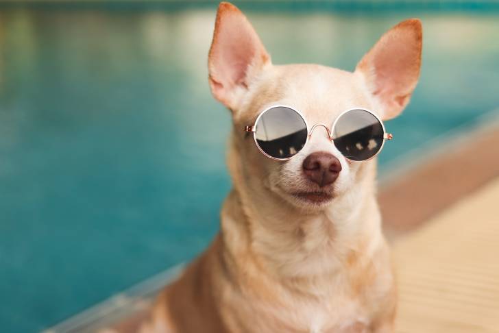 Un Chihuahua qui porte des lunettes de soleil