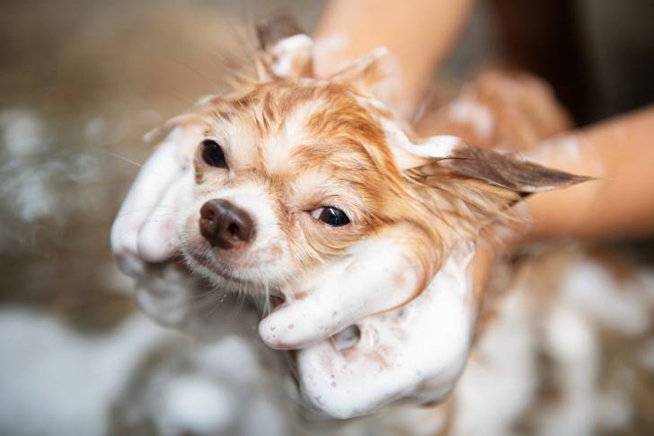 Un Chihuahua en train de prendre un bain