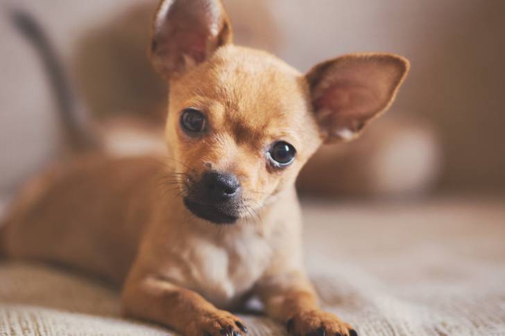 Un Chihuahua allongé sur un plaid