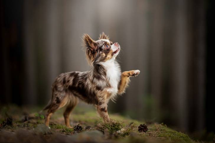 Un Chihuahua qui se promène dans un bois