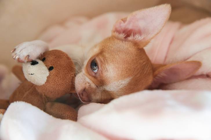 Un Chihuahua allongé avec une peluche