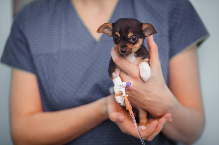 Un Chihuahua tenu dans les bras d'une femme
