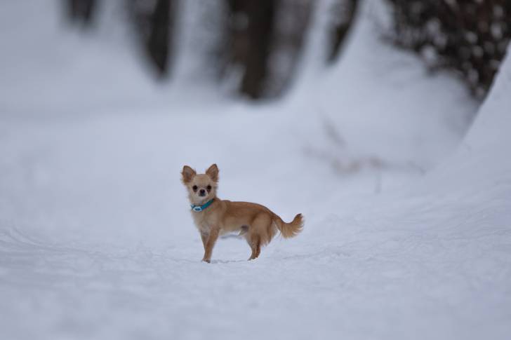 Un Chihuahua debout dans la neige