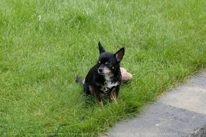 coco - Chihuahua Mâle (2 ans)