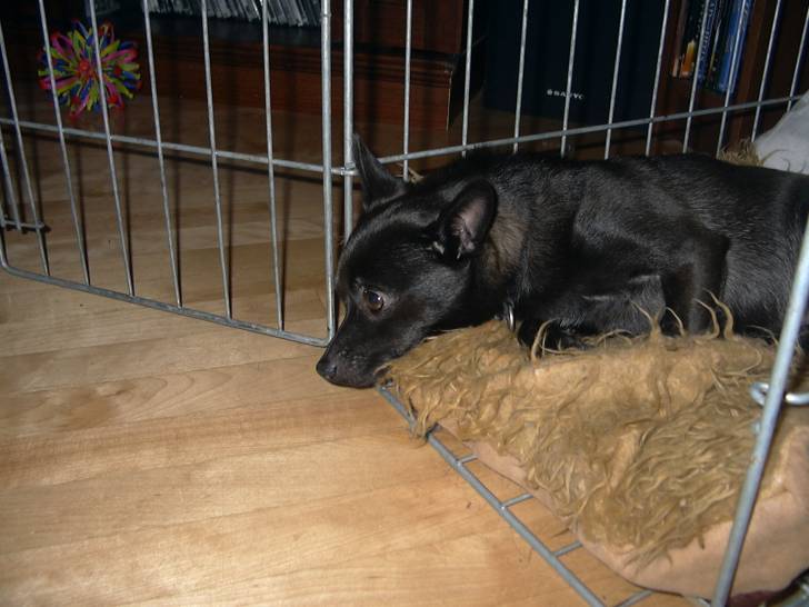 Indy - Chihuahua Mâle (3 ans)