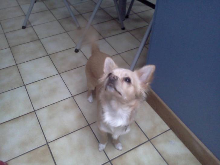 Yoshi - Chihuahua Mâle (1 an)