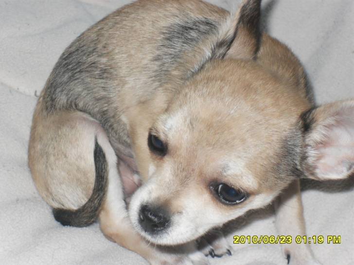 Féline - Chihuahua (1 an)